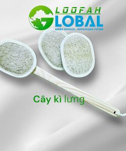 Cây kì lưng xơ mướp