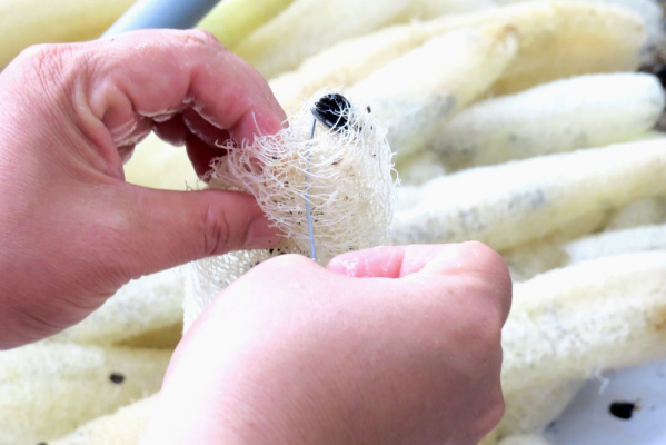 Công dụng chữa bệnh của xơ mướp ít người biết tới