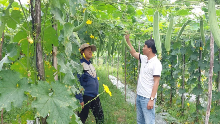 Đưa xơ mướp xuất khẩu, nông dân trồng mướp đếm trái tính tiền