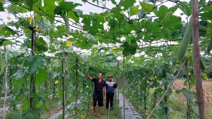 Đưa xơ mướp xuất khẩu, nông dân trồng mướp đếm trái tính tiền