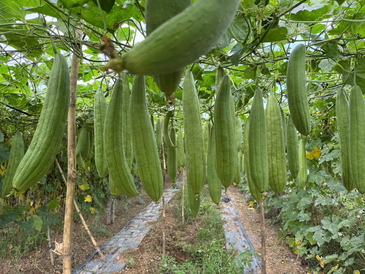 Loofah Global đem đến cho xơ mướp Việt một đời sống mới