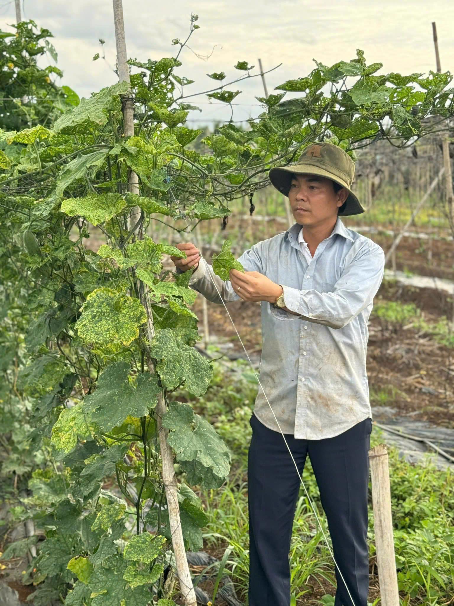Ông Nguyễn Phú Tùng - Tổng Giám đốc Loofaa đầu tư xây dựng vùng nguyên liệu để chủ động trong sản xuất.