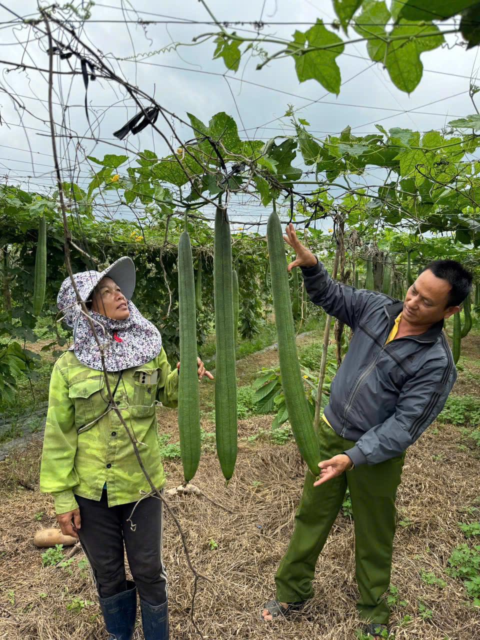 Ông Lê Trọng Duyến kiểm tra mướp tại vùng nguyên liệu.