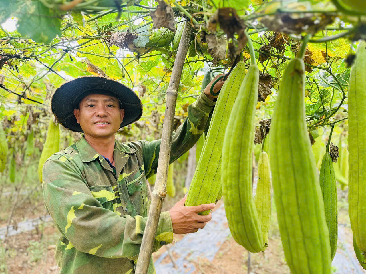 Tiềm năng xuất khẩu của xơ mướp Việt Nam