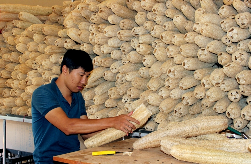 Xơ mướp khi đưa về công ty, sẽ được rọc tách riêng phần xơ phía ngoài và lõi bên trong, loại bỏ hạt còn sót lại.