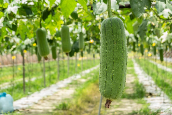 Giá trị bất ngờ từ mướp mà ít người biết tới