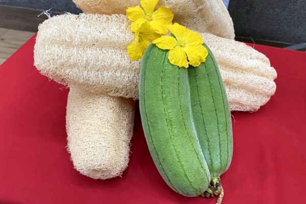 Xơ mướp, một vật dụng quen thuộc trong đời sống người Việt, đặc biệt là ở nông thôn, nay đã trở thành một sản phẩm xanh, sản phẩm sạch được ưa chuộng và xuất khẩu