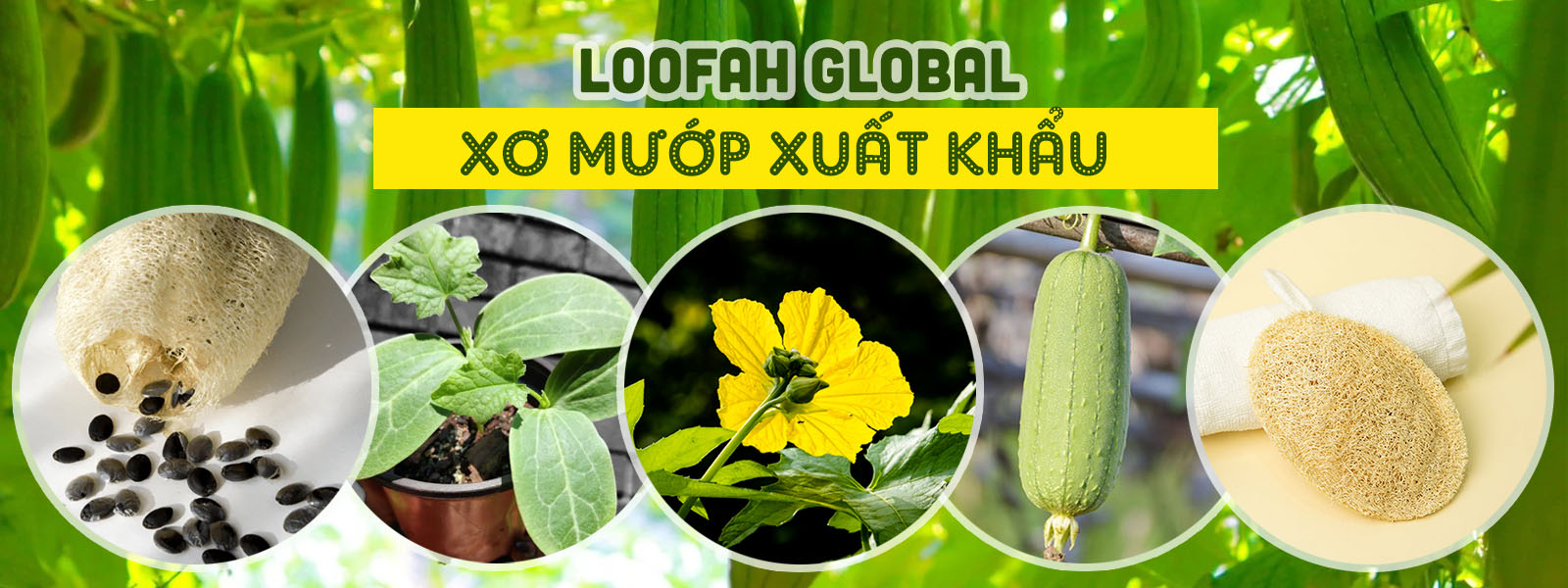 loofah Global - xơ mướp xuất khẩu