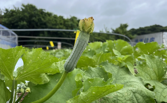 Tương Lai Nào Cho Xơ Mướp Việt?