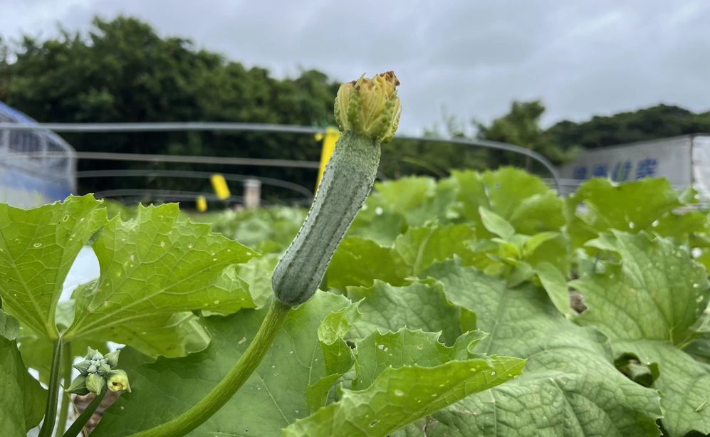 Tương Lai Nào Cho Xơ Mướp Việt?