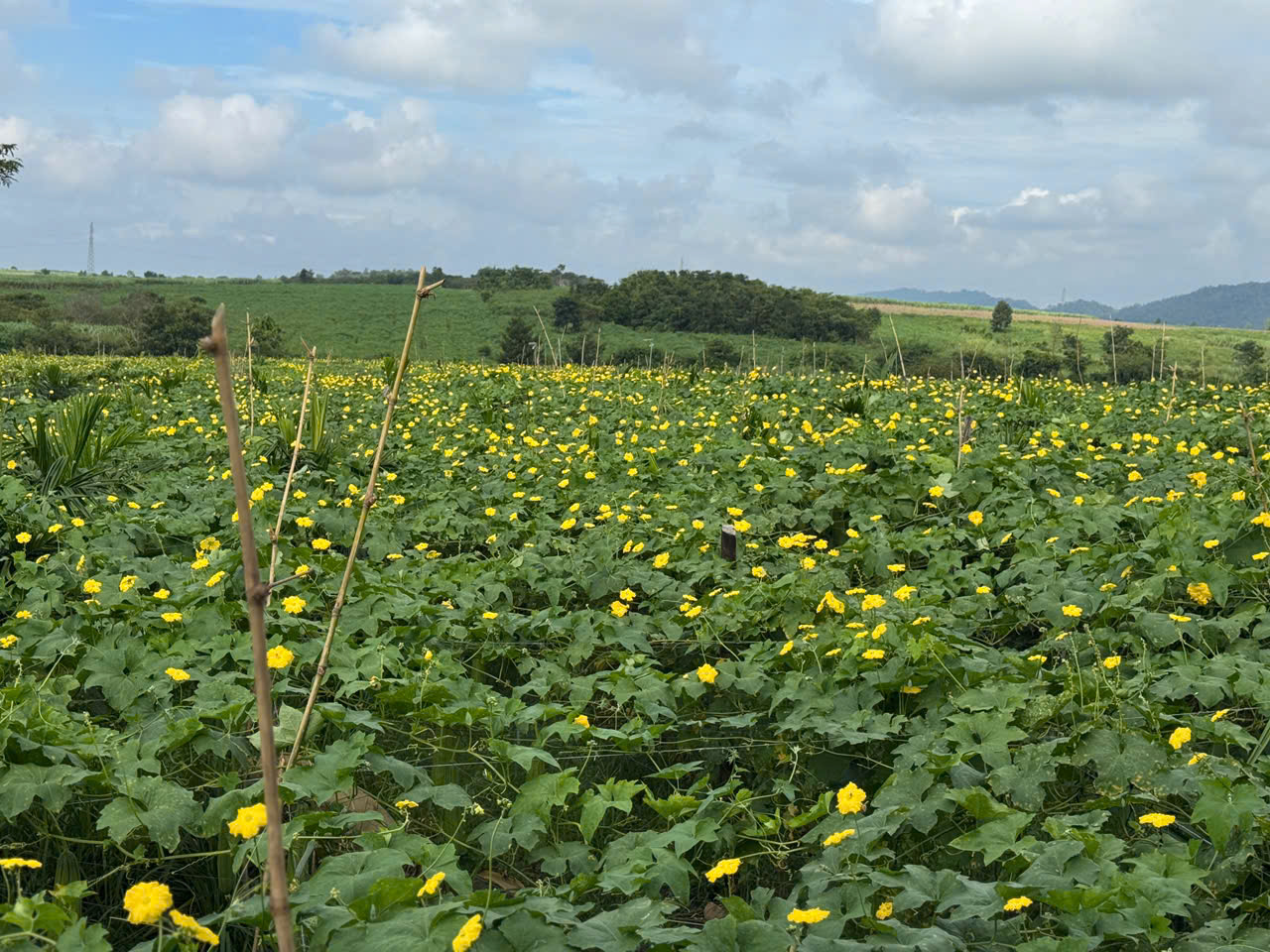 Tương Lai Nào Cho Xơ Mướp Việt?