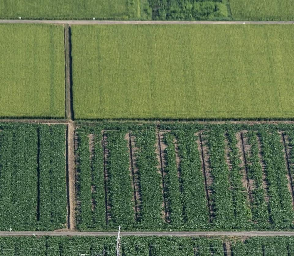 The raw material area in the Central Highlands of Loofah Global Group Joint Stock Company