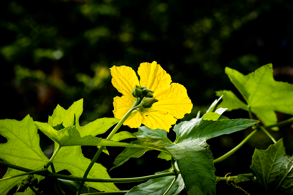 Xơ Mướp: Từ Vườn Nhà Đến Biểu Tượng Sống Xanh Bền Vững