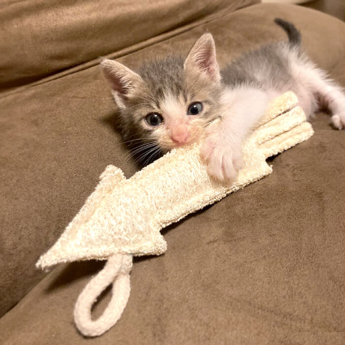 Đồ chơi cho thú cưng bằng xơ mướp Loofah Global, tại sao không?