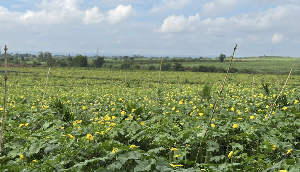 Loofah Global: Elevating Vietnam's Natural Loofah