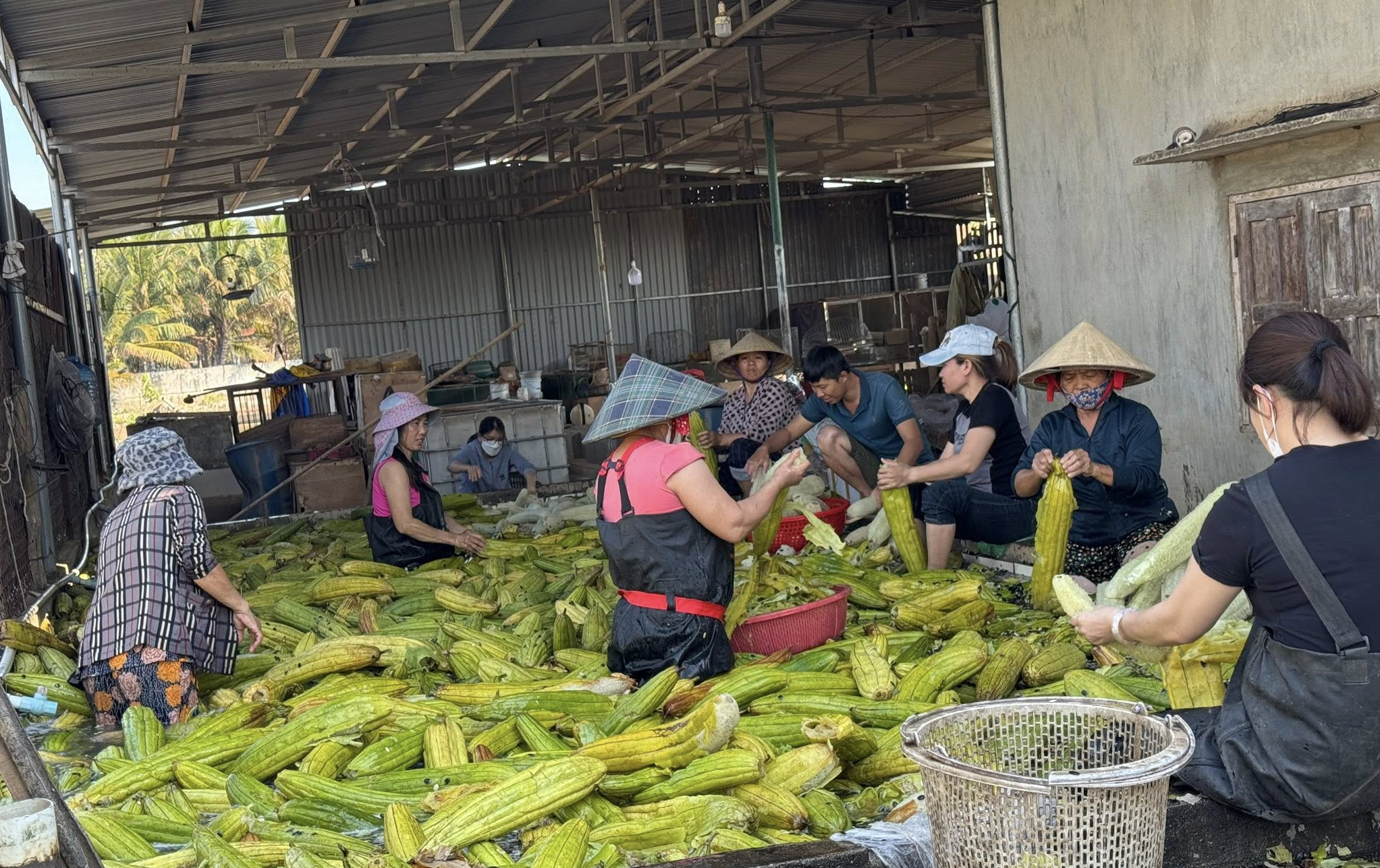 Loofah Global: Elevating Vietnam's Natural Loofah