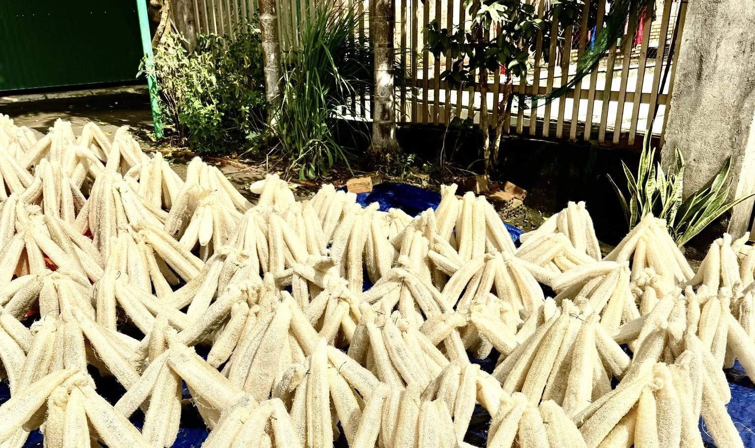 Loofah Global: Elevating Vietnam's Natural Loofah