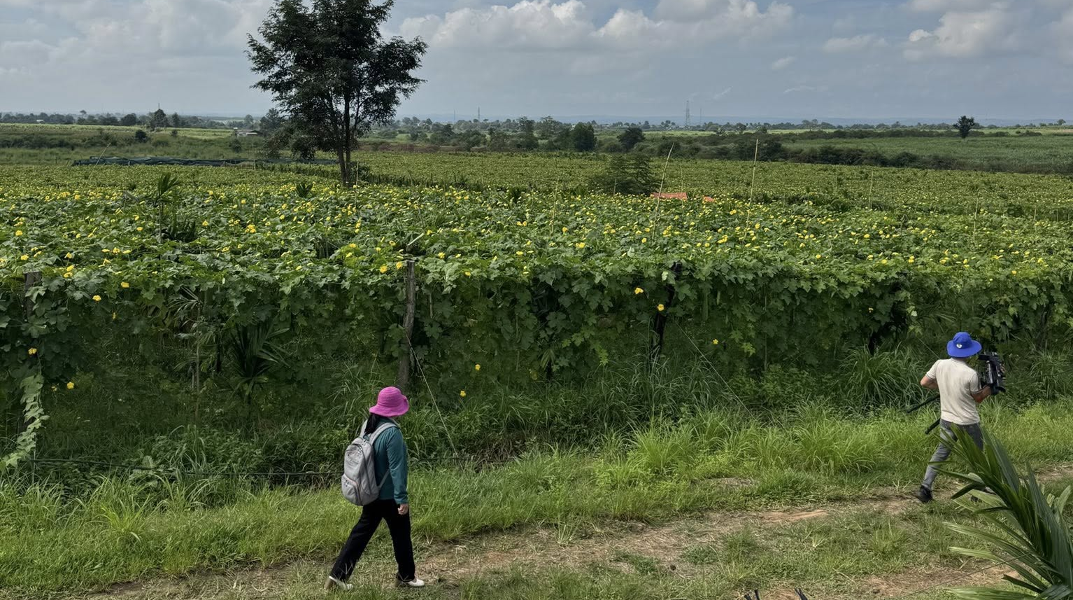 Loofah Global, nhà sản xuất xơ mướp uy tín tại Việt Nam