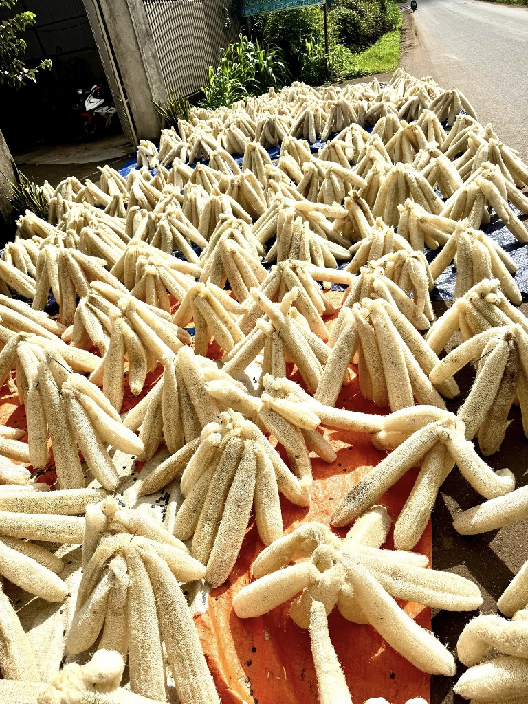 Loofah Global, nhà sản xuất xơ mướp uy tín tại Việt Nam