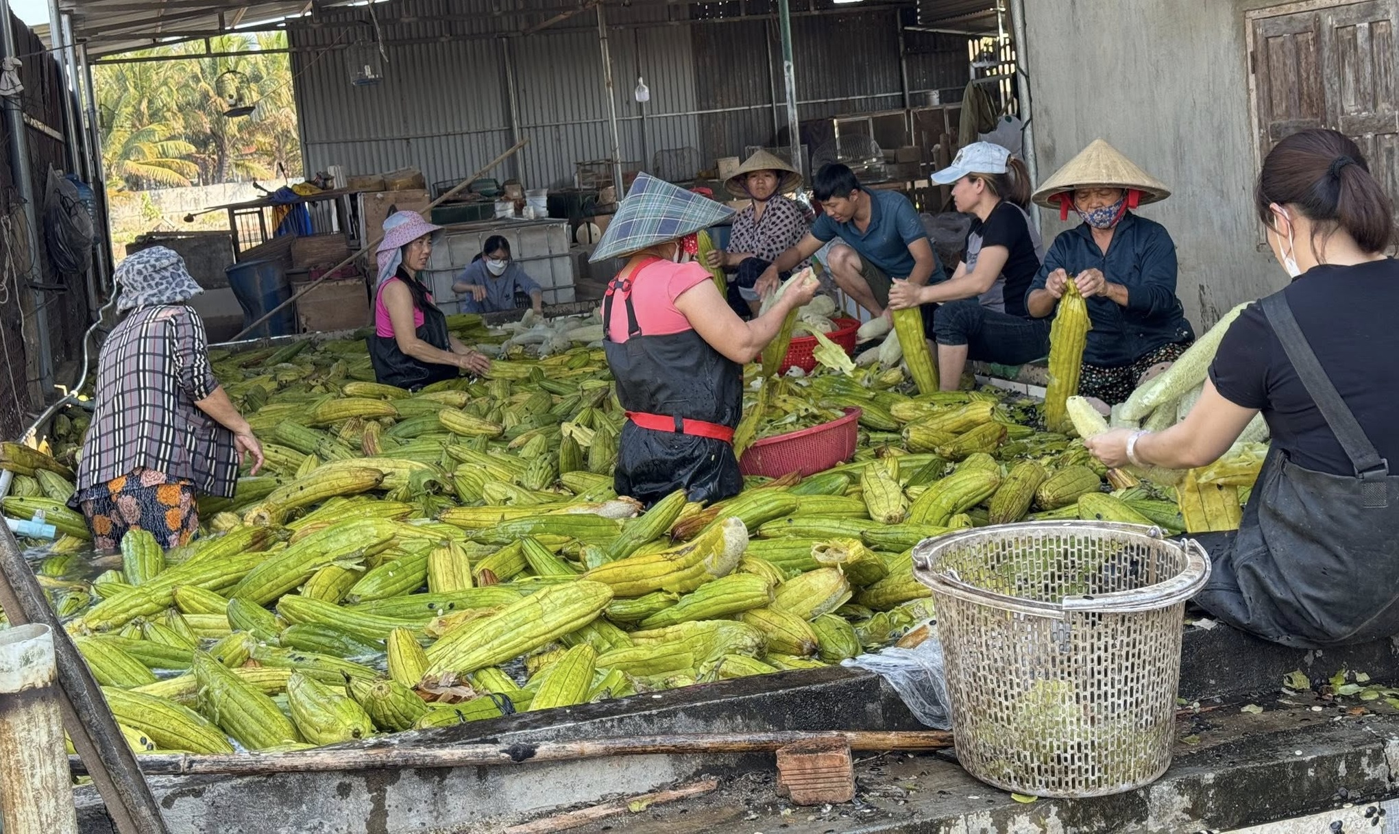 Exporting Loofah: The Journey of Turning a Discarded Gourd into Dollars