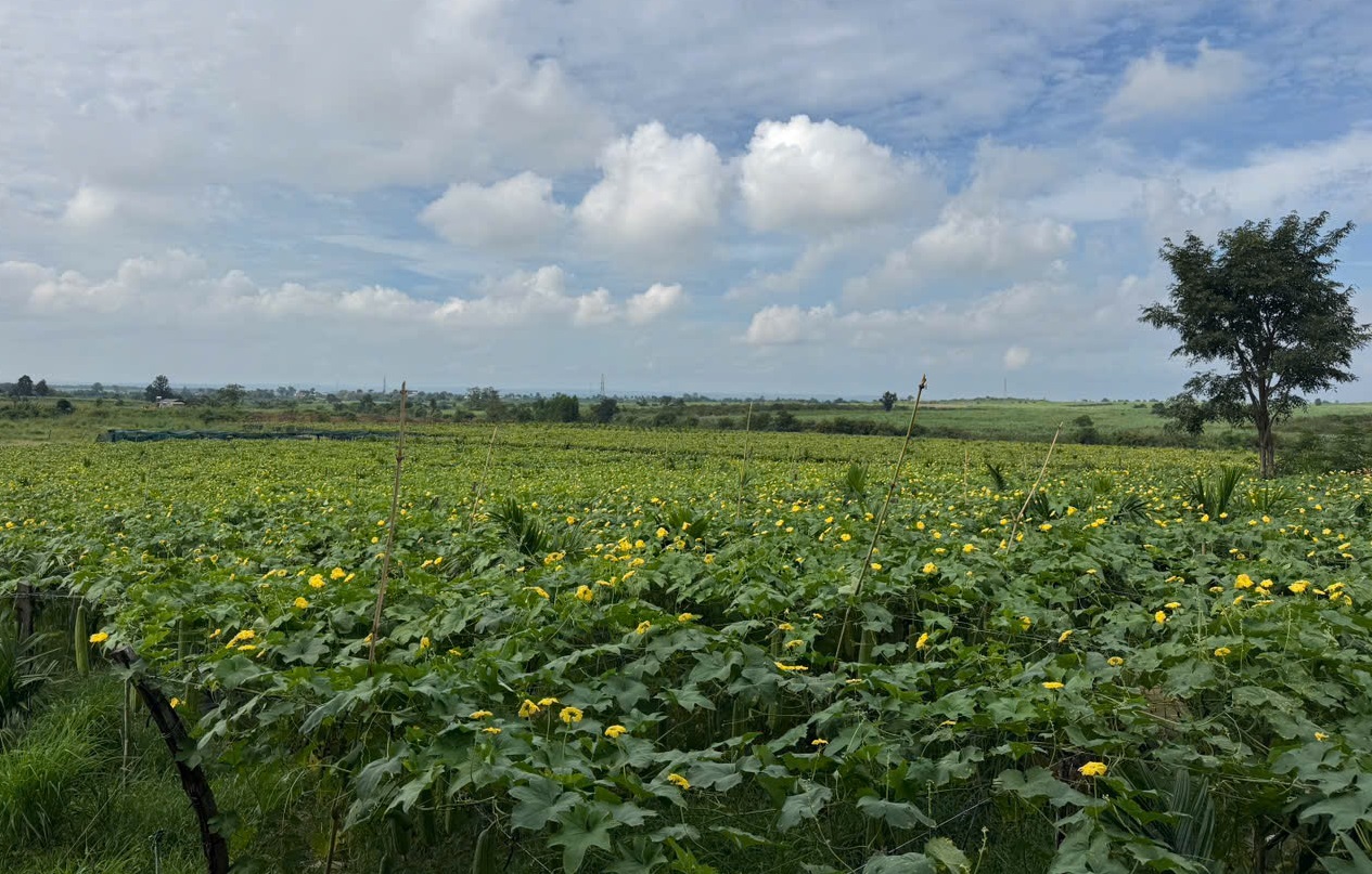 Loofah Global Group's raw material sourcing area in the Central Highlands of Vietnam.