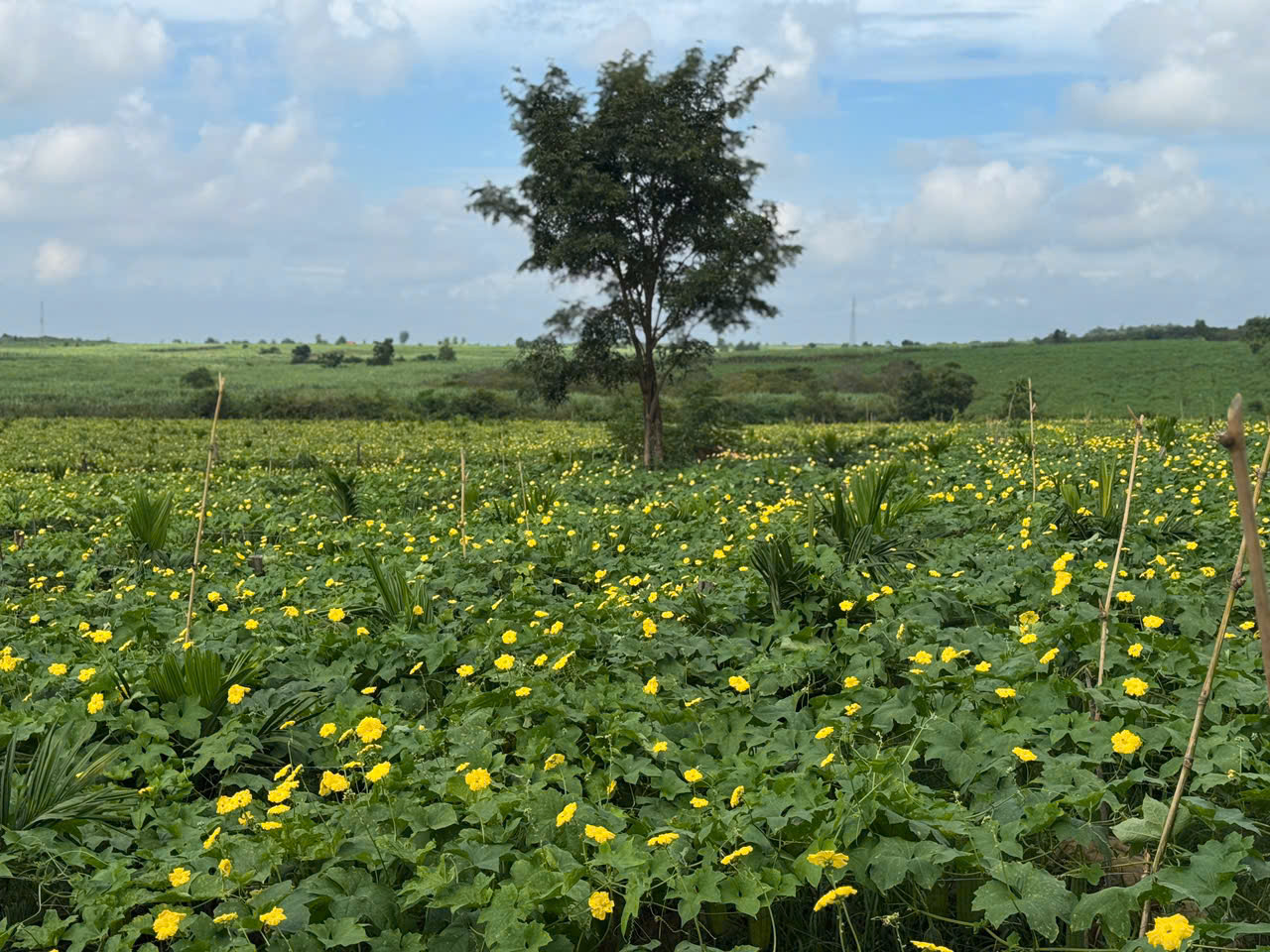 Xuất khẩu xơ mướp: Cuộc chơi không dành cho "kẻ ăn xổi"