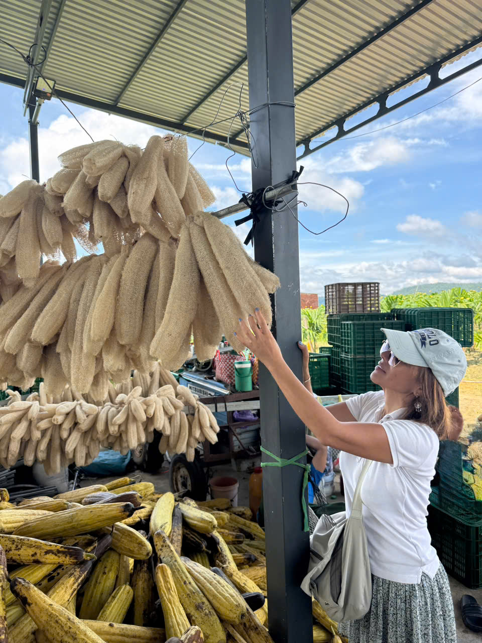 Xuất khẩu xơ mướp: Cuộc chơi không dành cho "kẻ ăn xổi"