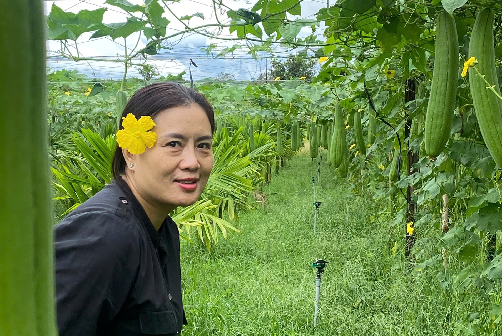 Xuất khẩu xơ mướp: Cuộc chơi không dành cho "kẻ ăn xổi"