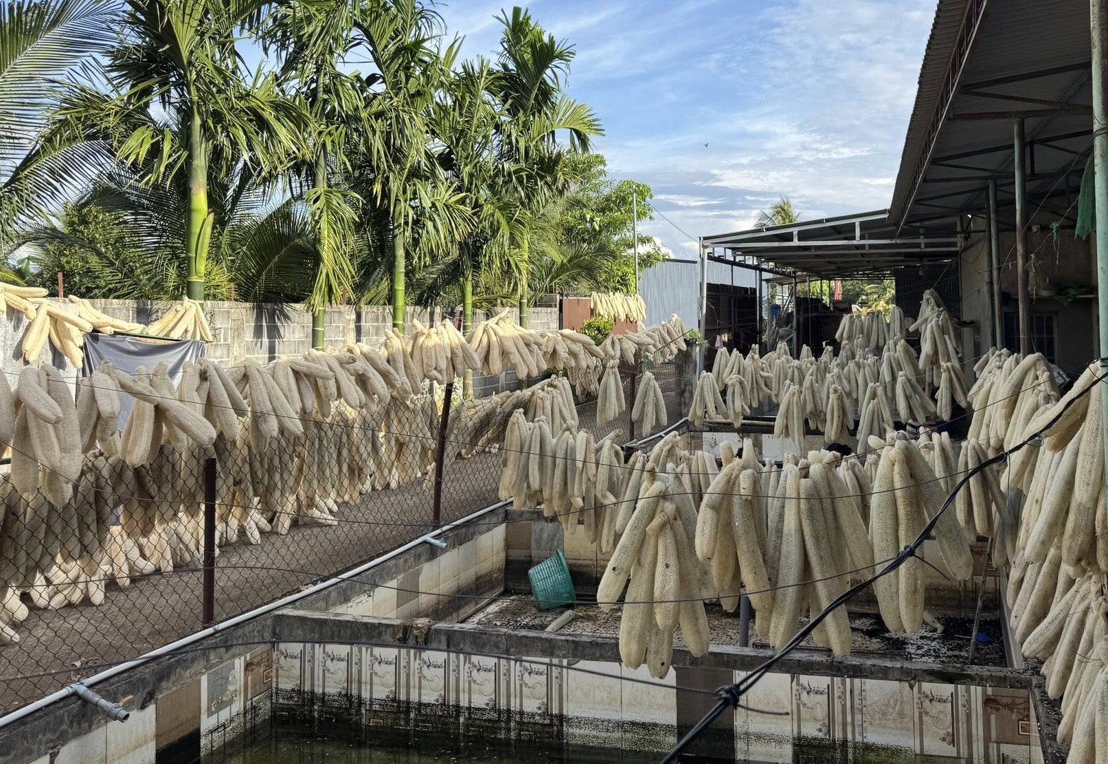 Xuất khẩu xơ mướp: Hành trình biến thứ bỏ đi thành đô la