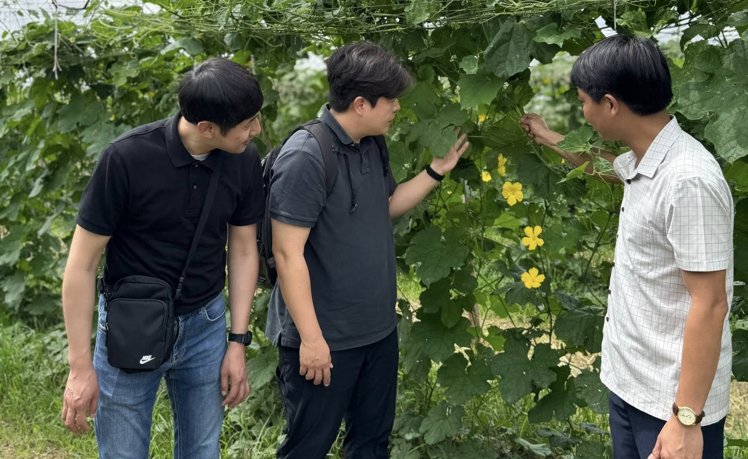 Xuất khẩu xơ mướp: Hành trình biến thứ bỏ đi thành đô la