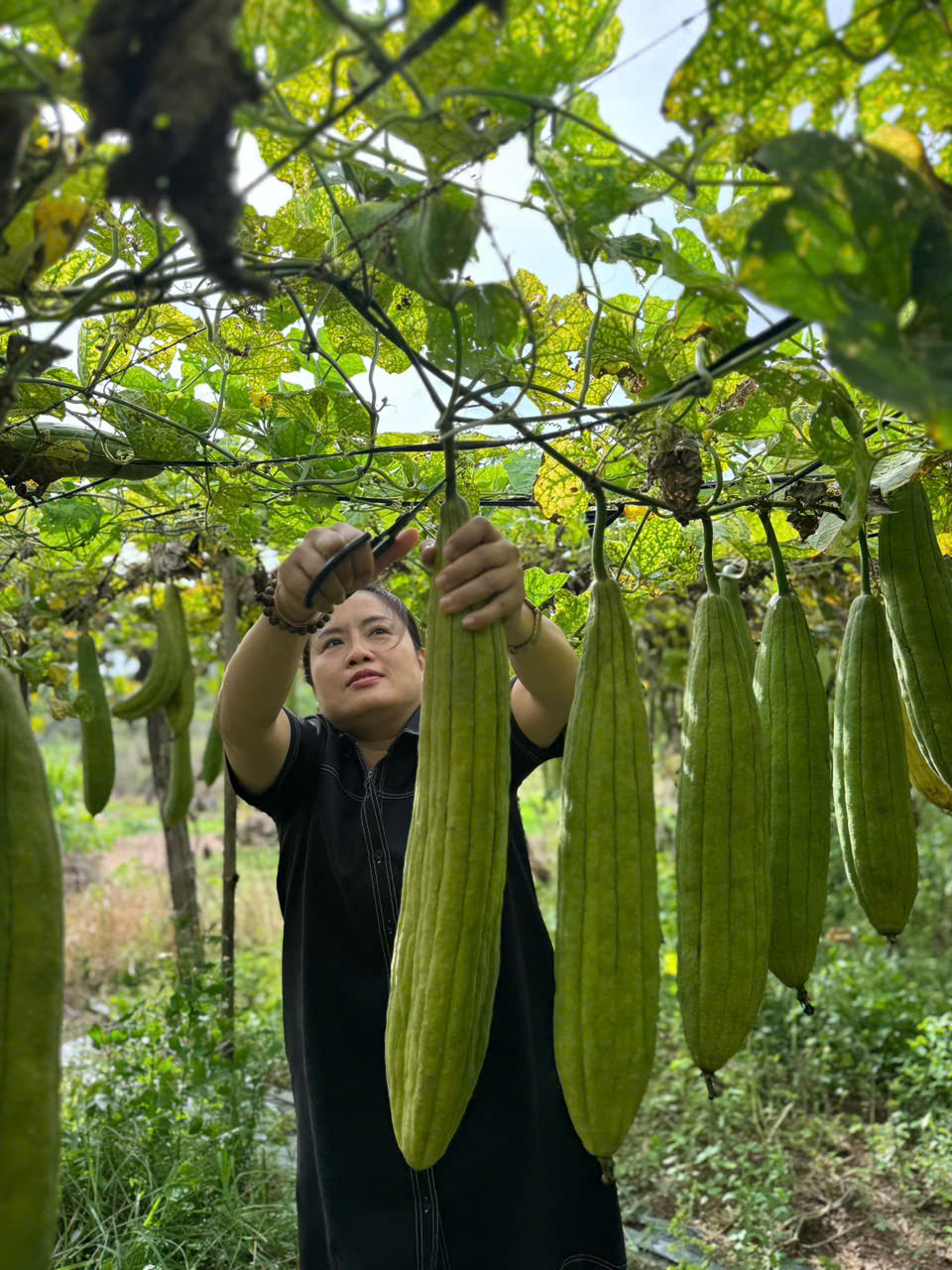Exporting Loofah: The Journey of Turning a Discarded Gourd into Dollars