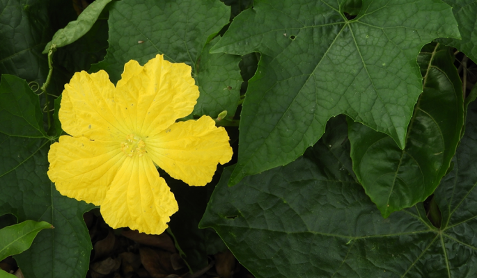 Growing Luffa for Sponges: From Seed to Golden-Yellow Sponge