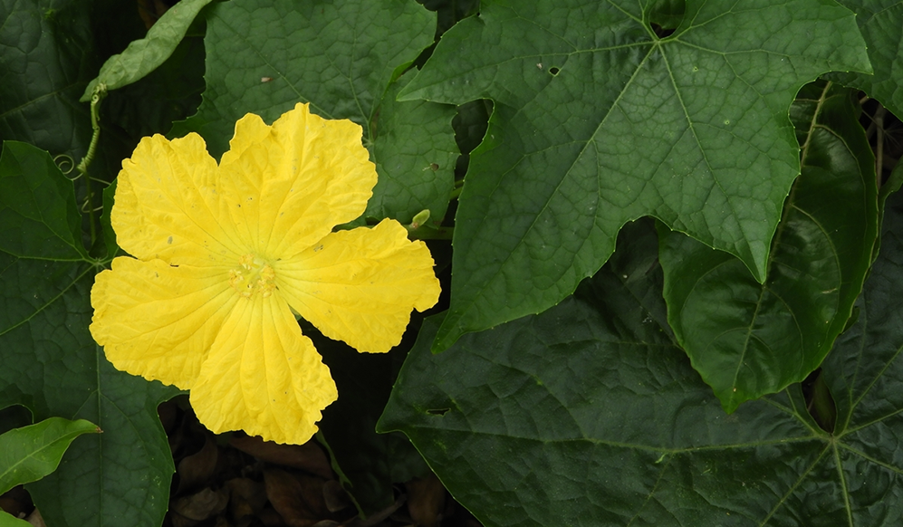 Growing Luffa for Sponges: From Seed to Golden-Yellow Sponge