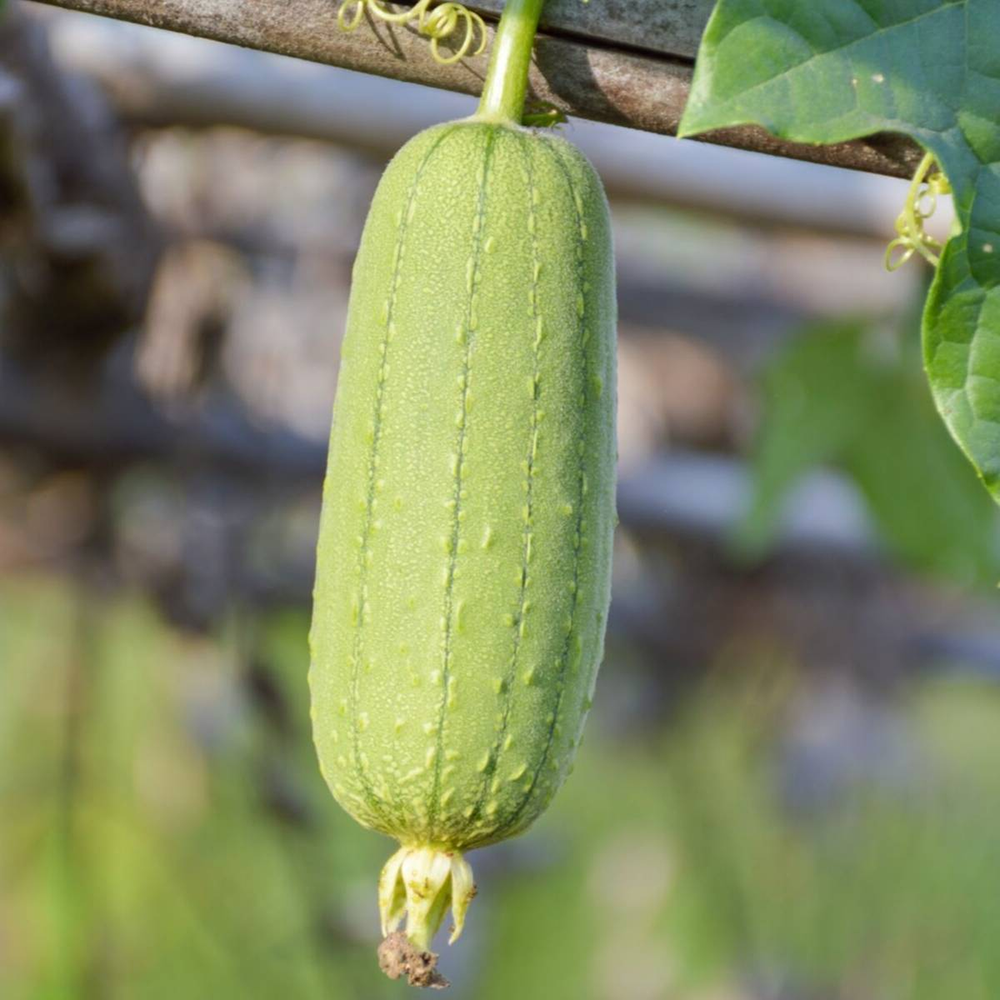 Growing Luffa for Sponges: From Seed to Golden-Yellow Sponge
