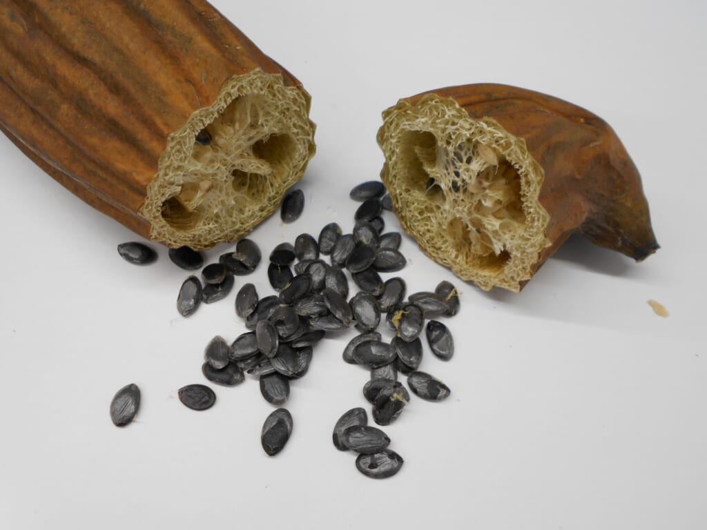 Growing Luffa for Sponges: From Seed to Golden-Yellow Sponge