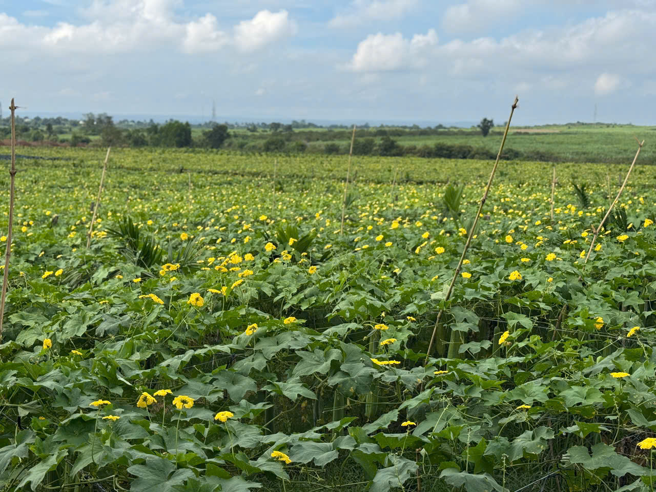 Vietnamese Loofah: A Proud Journey to Conquer 5 Continents