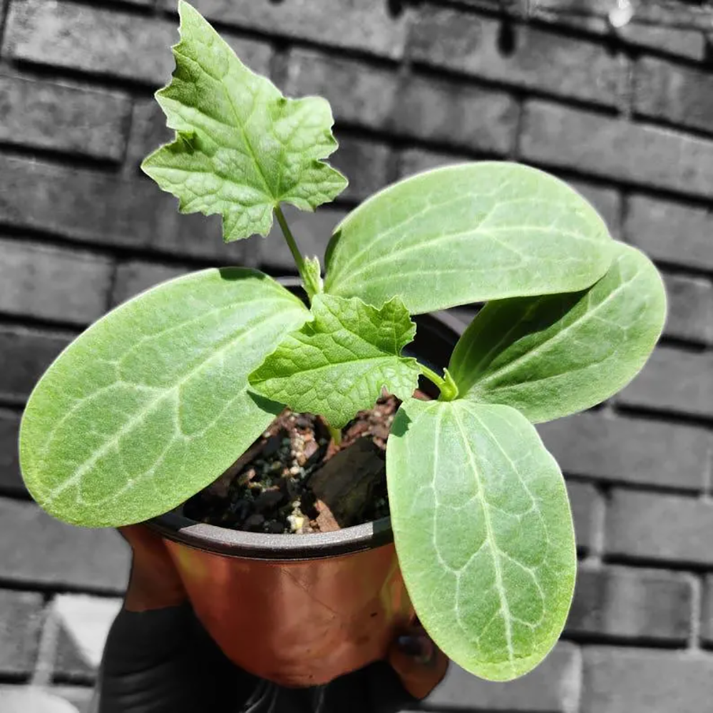 Quy trình trồng mướp lấy xơ đúng chuẩn