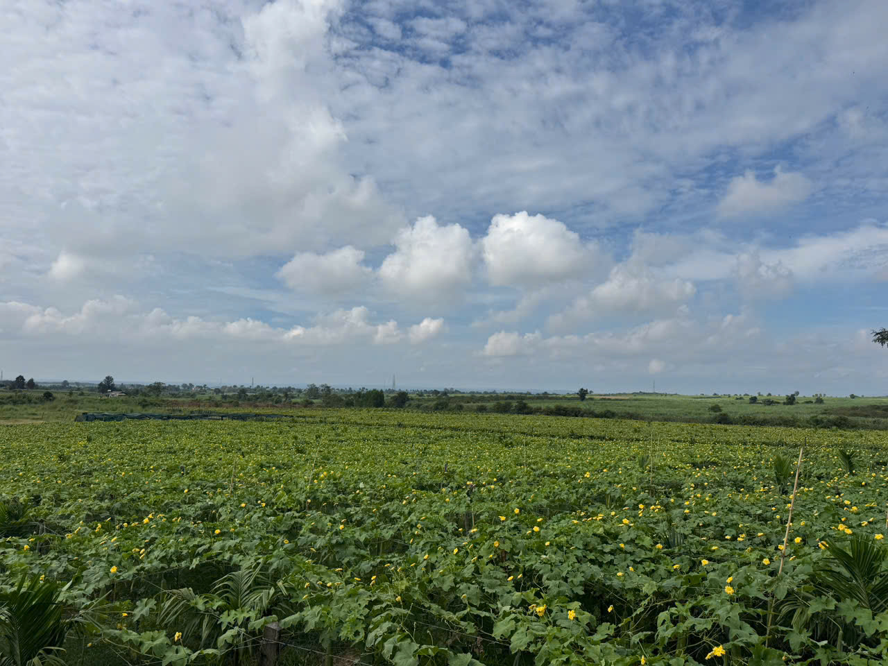 Quy trình trồng mướp lấy xơ đúng chuẩn