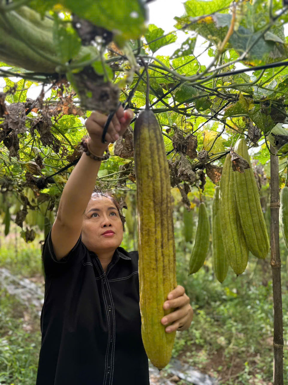 Quy trình trồng mướp lấy xơ đúng chuẩn