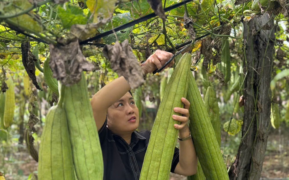 Vietnamese Loofah Goes Global: The 5-Continent Journey of a Green Value