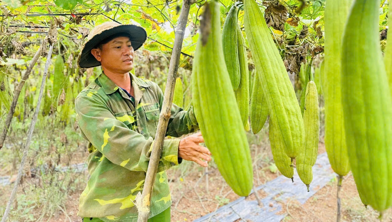 Xơ mướp Việt Nam đã vươn tới những thị trường nào trên thế giới