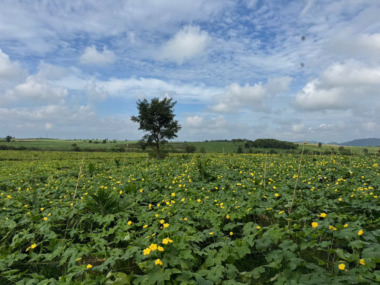 Loofah Global - Sứ mệnh nâng tầm xơ mướp Việt Nam ra thế giới