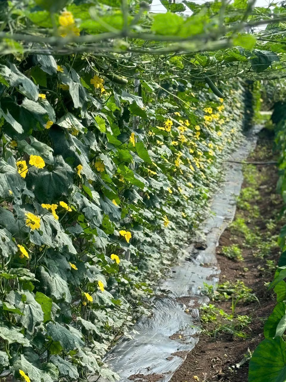 Để đảm bảo nguồn nguyên liệu, công ty anh Tùng liên kết với các hộ dân trên địa bàn TP Buôn Ma Thuột và huyện Krông Búk, với tổng diện tích gần 20ha.
