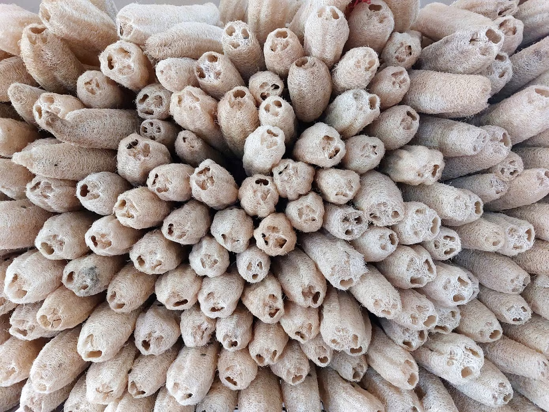 Công ty anh Tùng cam kết mua mướp với giá ổn định 5.000 đồng/quả.