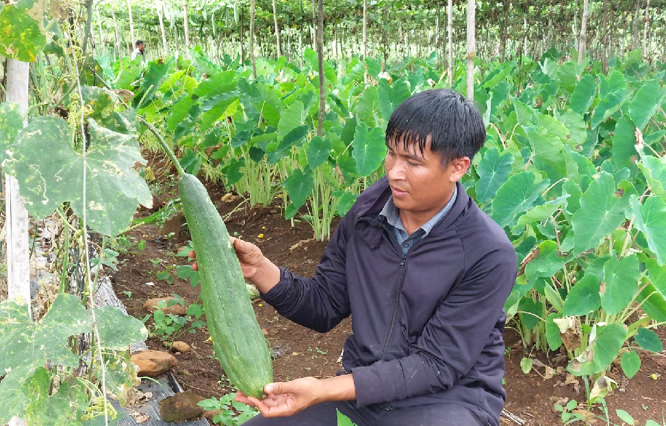 Trên diện tích hơn 3ha, anh Đỗ Xuân Nhanh (SN 1987) cùng một người bạn đã chuyển hướng trồng mướp, liên kết cung cấp nguyên liệu cho công ty anh Tùng. Mỗi năm, giúp anh và bạn thu lời gần 300 triệu/ha/năm.