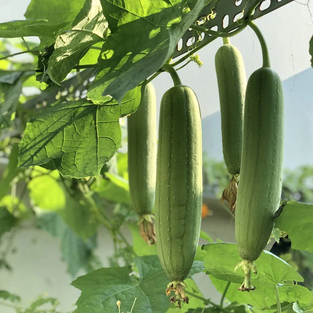 Hô biến xơ mướp thành hàng xuất khẩu