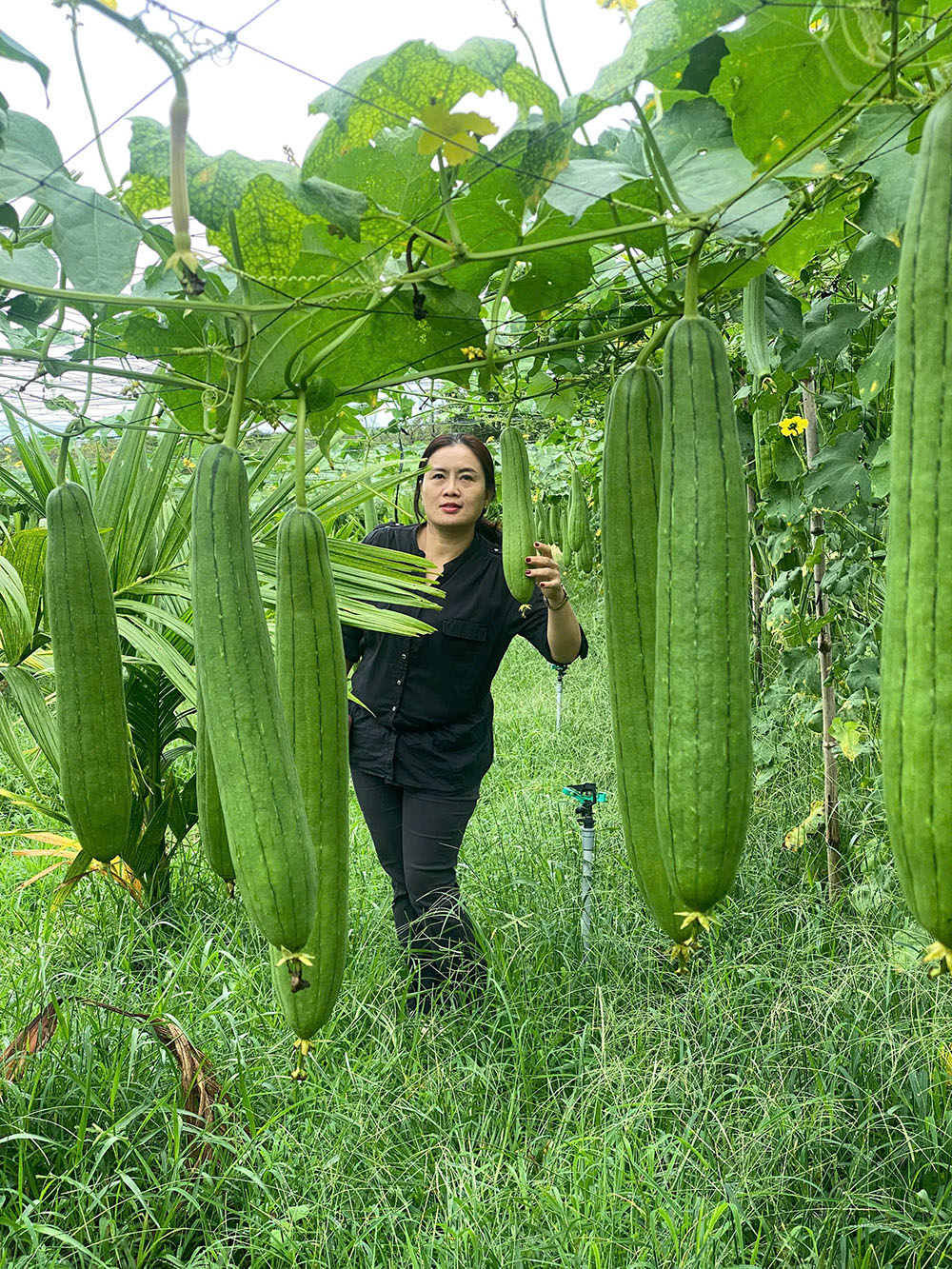 Trong đời sống của người Việt, cây mướp vốn rất quen thuộc. Mướp non được dùng để chế biến nhiều món ăn dân dã, còn những quả mướp già thường được giữ lại để lấy xơ.